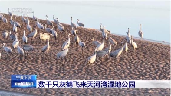 寧夏平羅天河灣濕地公園迎來大批越冬灰鶴